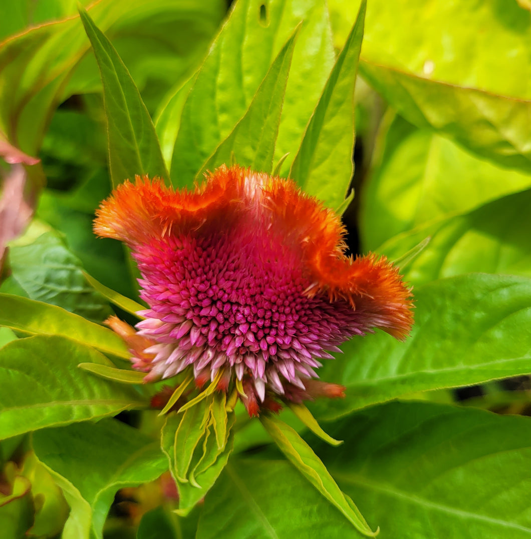 Celosia, mixed