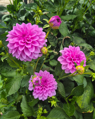 Dahlia lavender jade
