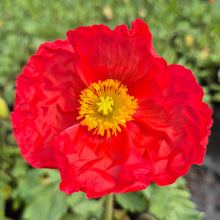 Load image into Gallery viewer, Poppy, Iceland