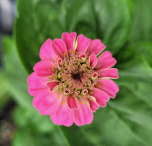 Load image into Gallery viewer, Zinnia, lilliput mix