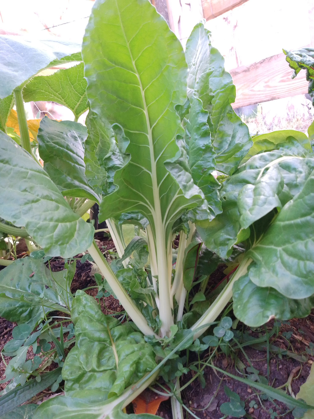 Silverbeet, Fordhook giant