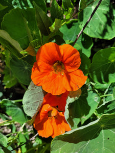 Nasturtium jewel mix