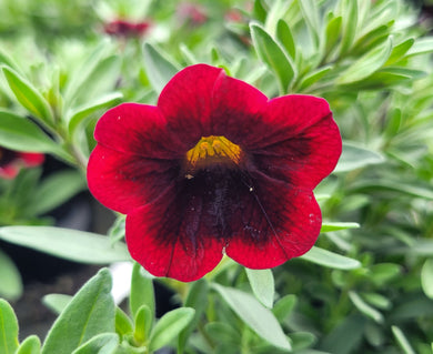 Calibrachoa cha cha red kiss