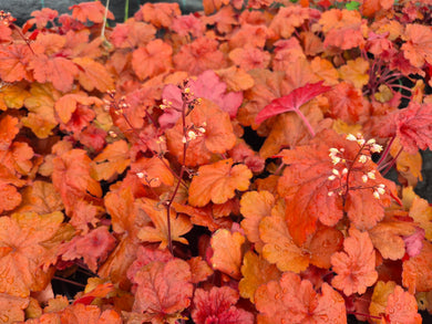 Heuchera, forever red