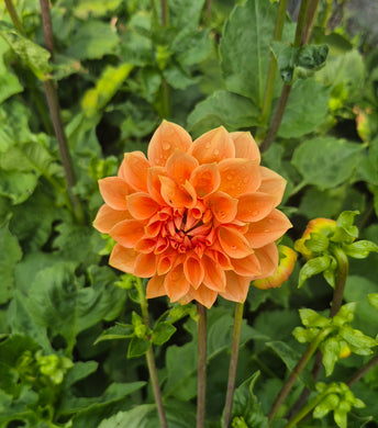 Dahlia orange stone