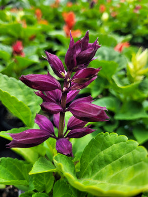 Salvia salsa mix