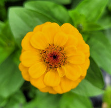 Load image into Gallery viewer, Zinnia, lilliput mix