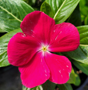 Vinca, mixed colours