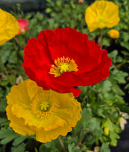 Load image into Gallery viewer, Poppy, Iceland