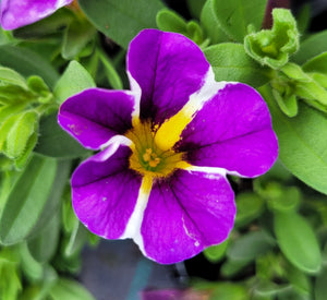 Calibrachoa purple bling