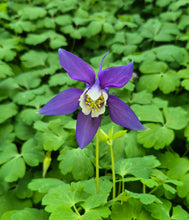 Load image into Gallery viewer, Aquilegia kirigami deep blue and white