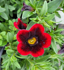 Calibrachoa cha cha red kiss