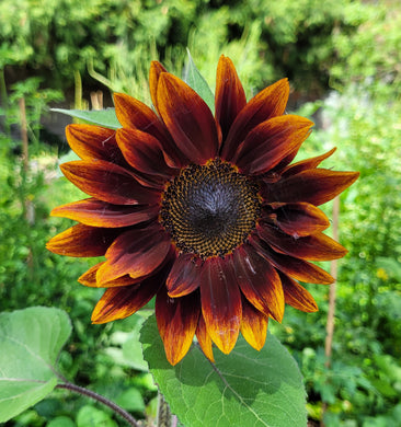 Sunflower, ruby passion