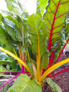 Chard, rainbow