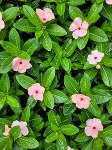 Vinca, mixed colours