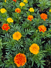 Load image into Gallery viewer, Marigold bonanza mix
