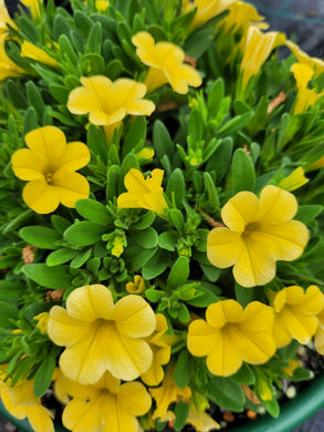 Calibrachoa calipetite yellow