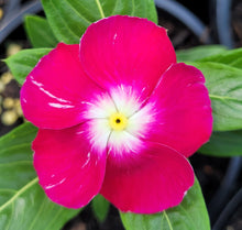 Load image into Gallery viewer, Vinca, mixed colours