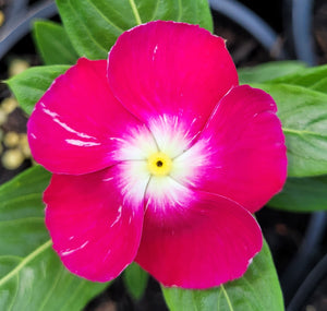 Vinca, mixed colours