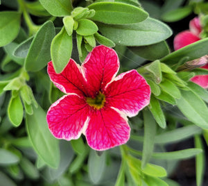 Calibrachoa cherry lace