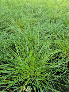 Fescue grass