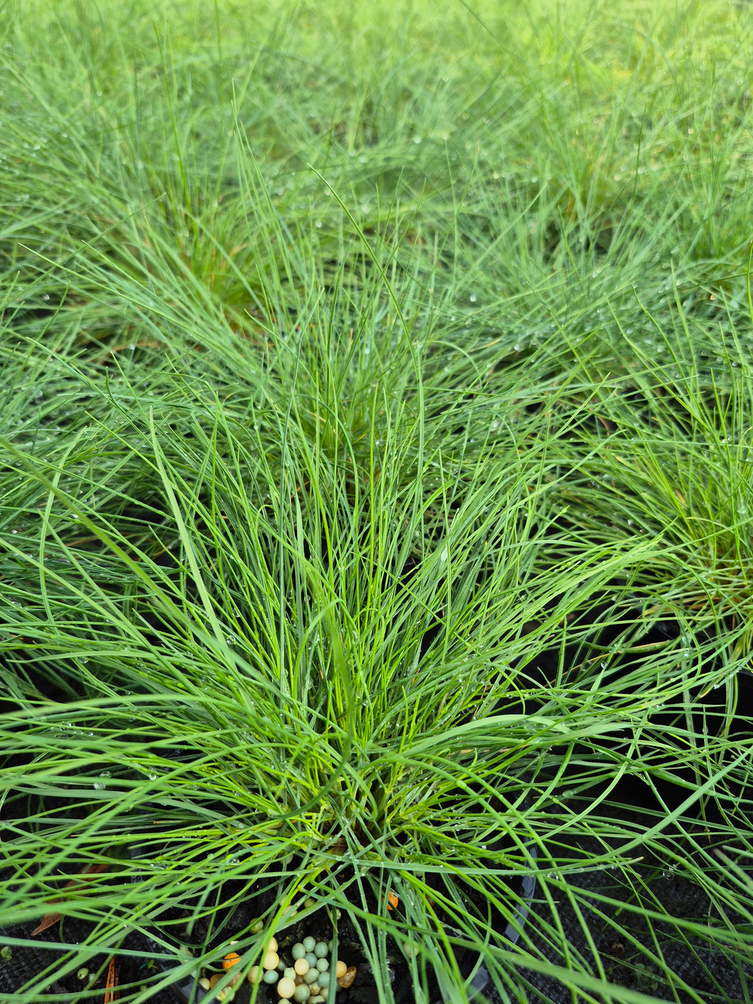Fescue grass