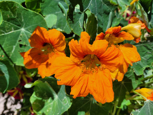 Nasturtium jewel mix