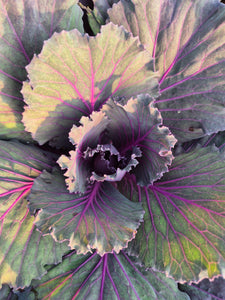 Ornamental Kale