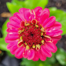 Load image into Gallery viewer, Zinnia, lilliput mix