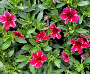 Calibrachoa cherry lace