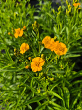 Load image into Gallery viewer, Mexican tarragon