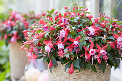 Fuchsia Bella nikita