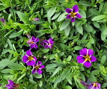 Load image into Gallery viewer, Calibrachoa purple bling