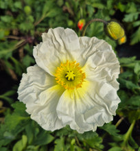 Load image into Gallery viewer, Poppy, Iceland