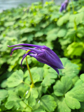 Load image into Gallery viewer, Aquilegia kirigami deep blue and white
