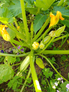 Zucchini, lebanese