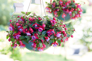 Fuchsia Bella lydia