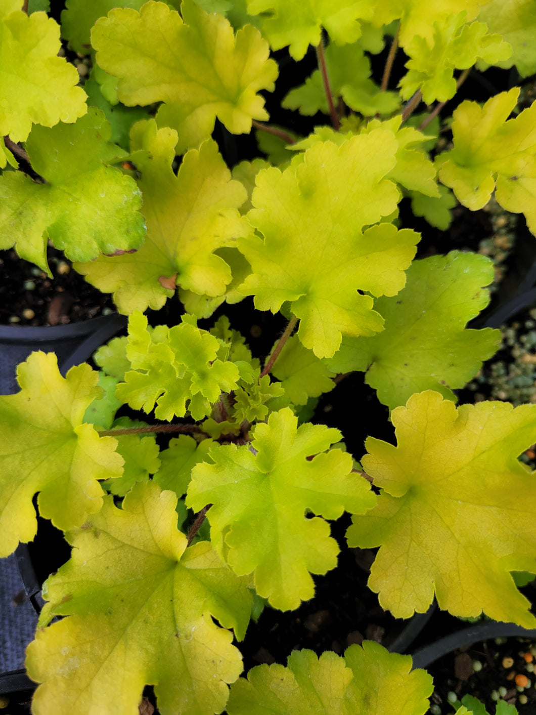 Heuchera, lime marmalade