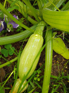 Zucchini, lebanese