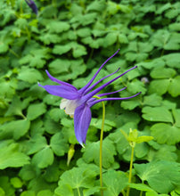 Load image into Gallery viewer, Aquilegia kirigami deep blue and white