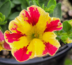 Calibrachoa abstract guava