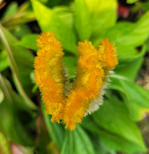 Load image into Gallery viewer, Celosia, mixed