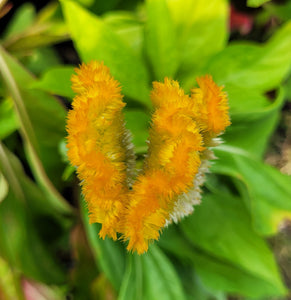 Celosia, mixed