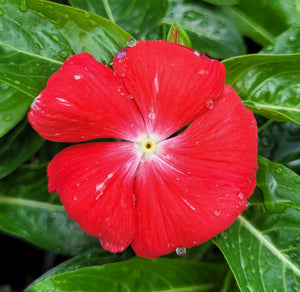 Vinca, mixed colours