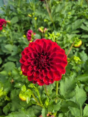 Dahlia red ruby