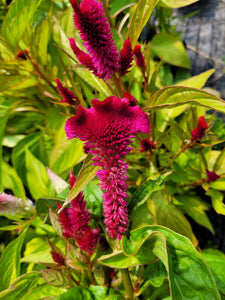 Celosia, mixed