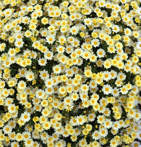 Argyranthemum lemon pastel