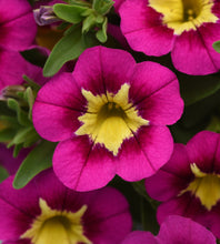 Load image into Gallery viewer, Calibrachoa starjump hot pink
