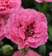 Load image into Gallery viewer, Carnation, pink and purple