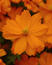 Load image into Gallery viewer, Cosmos mandarin